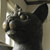 BlackCat_frontleft
