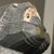 Lion_frontright