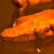 Hashi-Oki_Crocodile_back_R