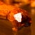 Hashi-Oki_dog_back_L