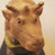 Eto_Cattle_002